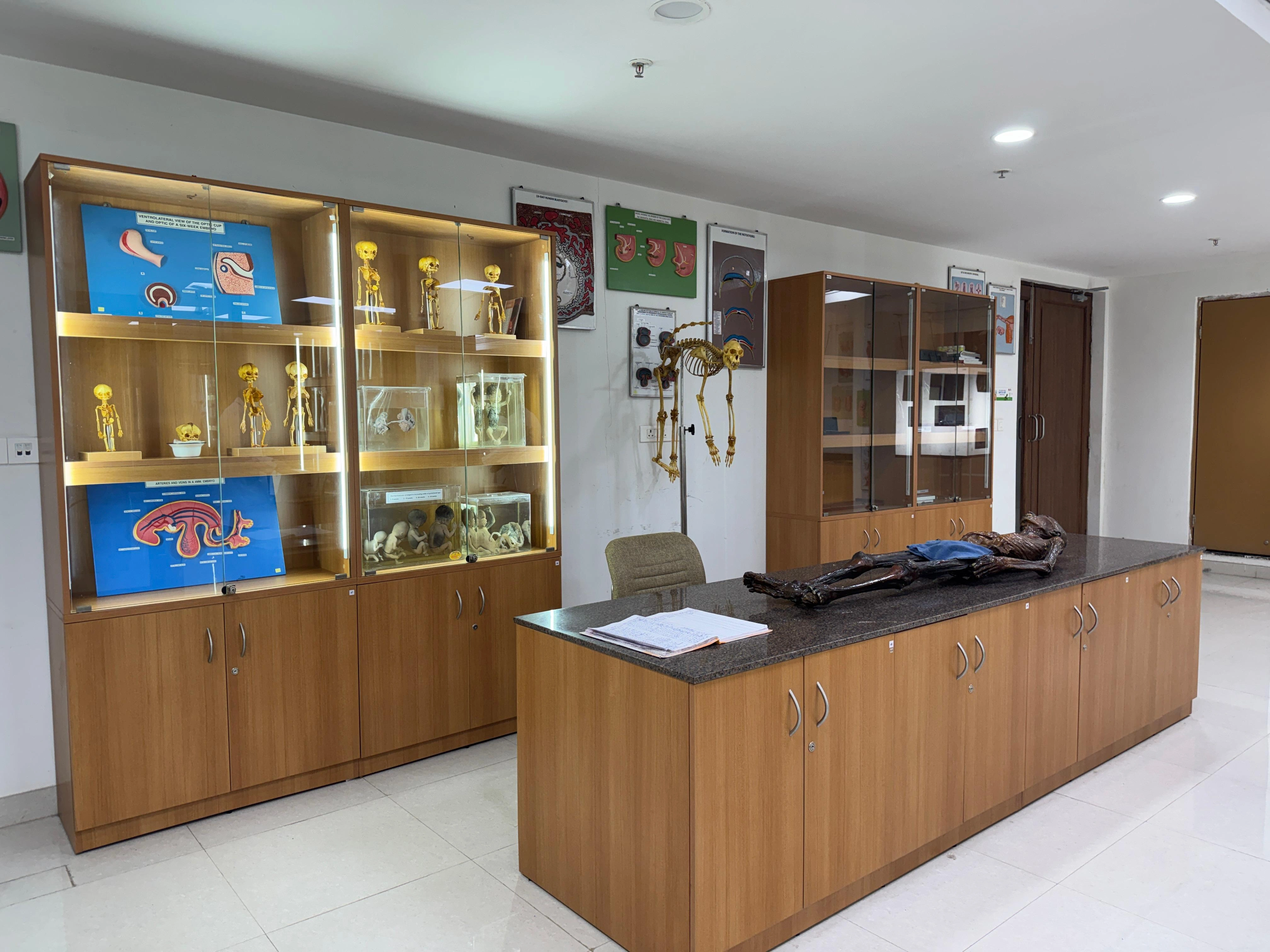 Anatomy Museum